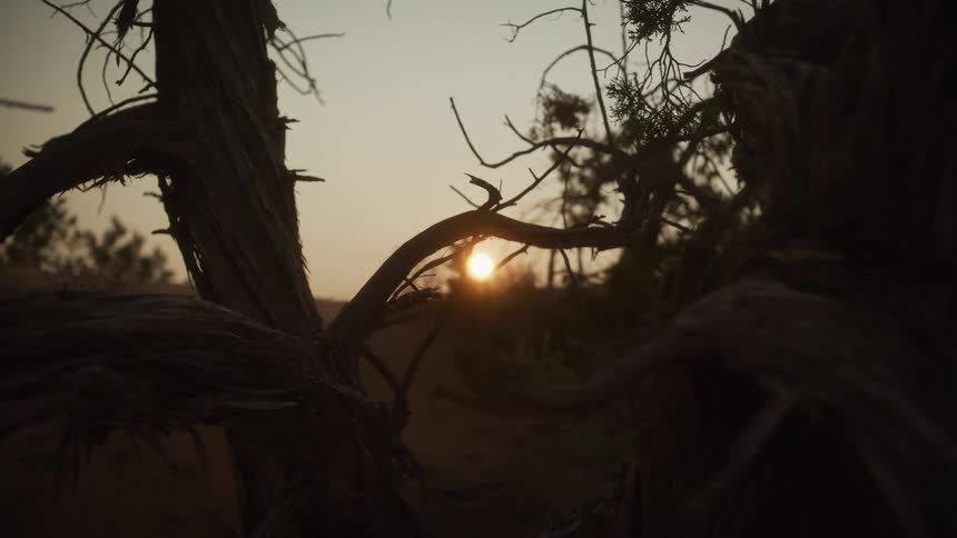 The setting sun peeks through the gnarled, silhouetted branches of an ancient desert tree