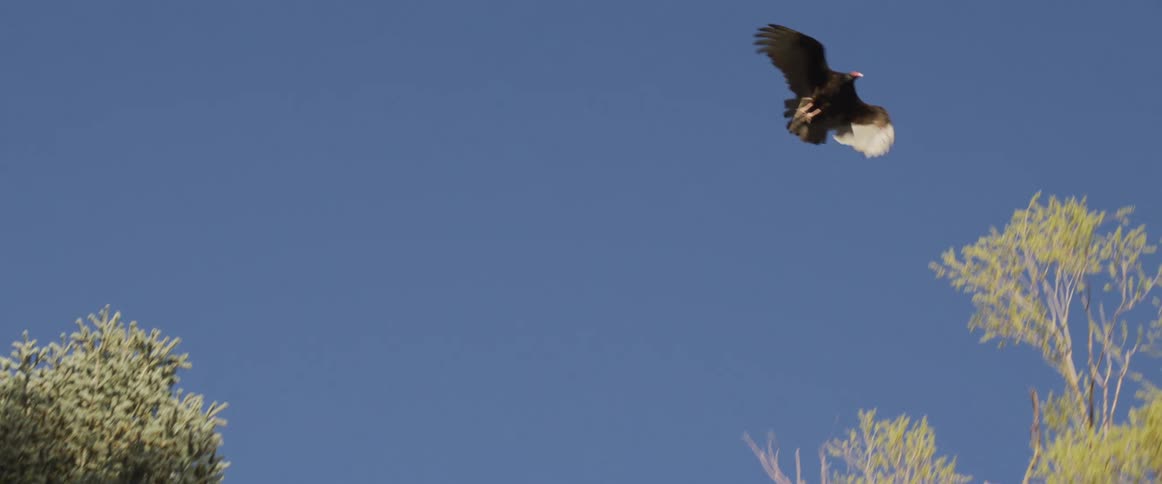 A Turkey Vulture takes off from a treetop in slow motion, soaring gracefully against a clear blue sky as another vulture watches