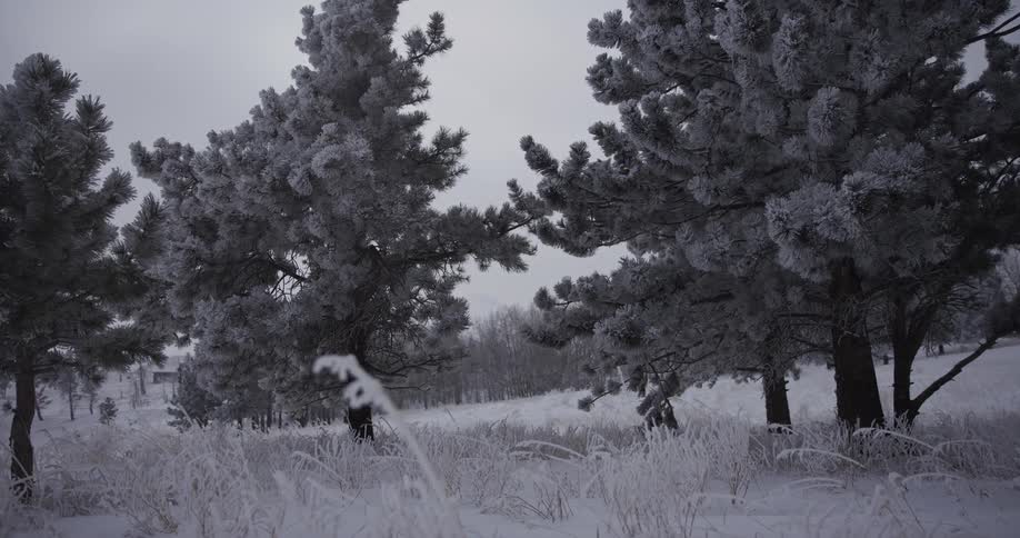 A slow dolly shot through a tranquil frozen landscape reveals pine trees and grass heavily coated in frost on a cold, overcast winter day