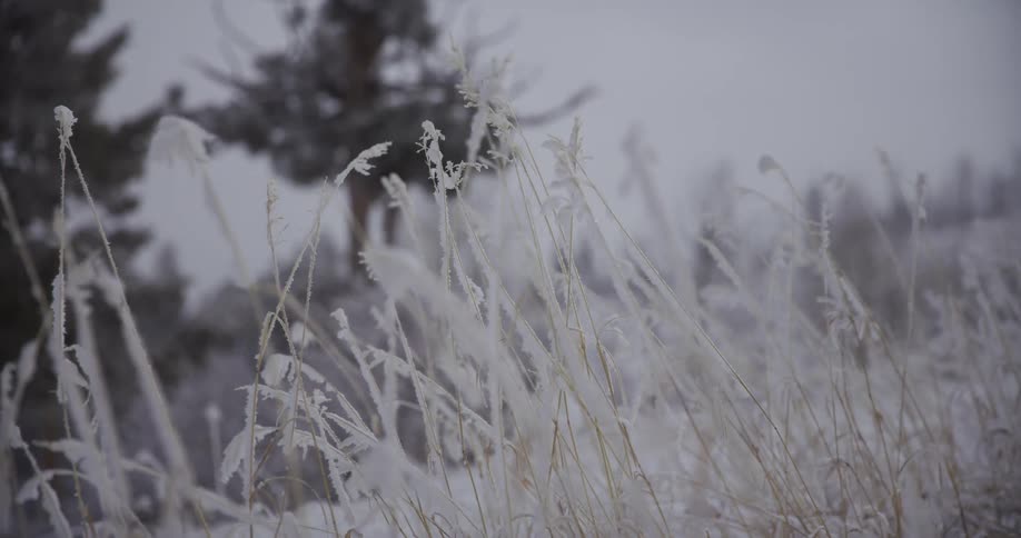 A peaceful rack focus shot of delicate, frost-covered wild grass in a serene winter forest