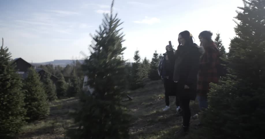 A man cuts down a pine tree and raises it into the air