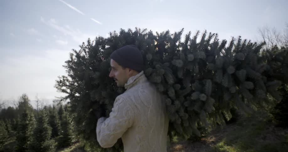 A young man in a  sweater carrying a christmas tree it over his shoulder
