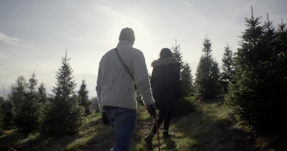 A man and woman walk through pine trees on a sunny day