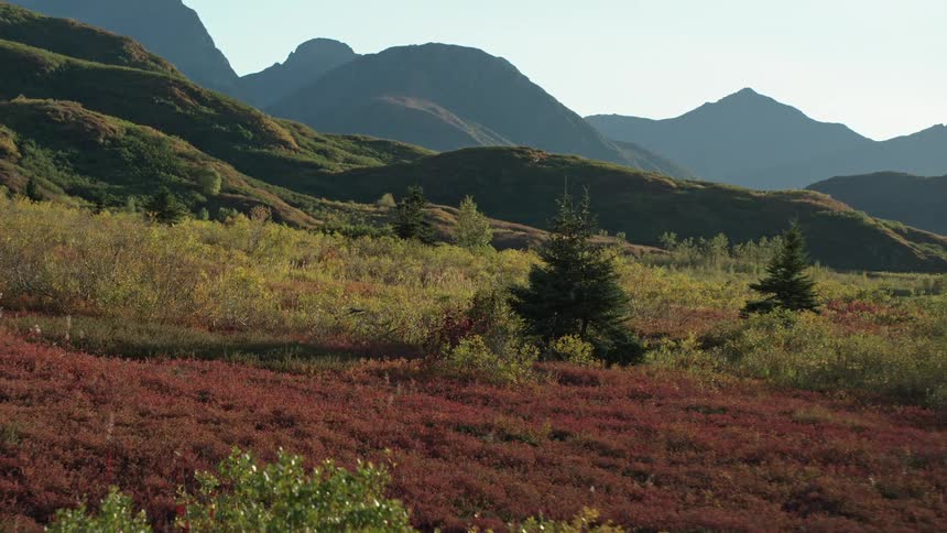 A serene aerial view follows a majestic caribou as it walks through a vibrant, colorful tundra at the base of rolling mountains in autumn