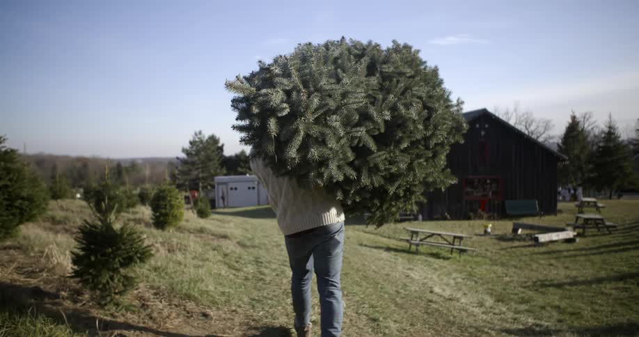 A man is carrying a christmas tree walking on a field