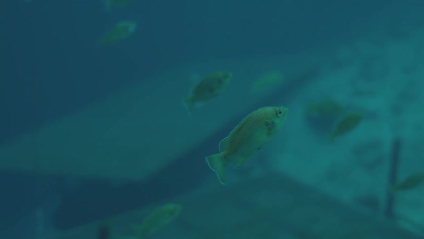 A single fish floats serenely in the center of the frame as a school swims by in murky blue water