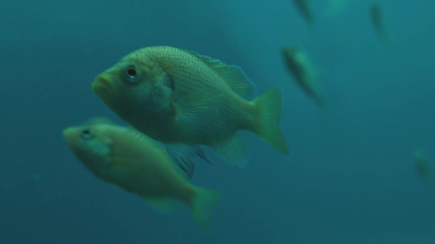 Close-up of a curious fish floating serenely in murky blue water as its school swims by