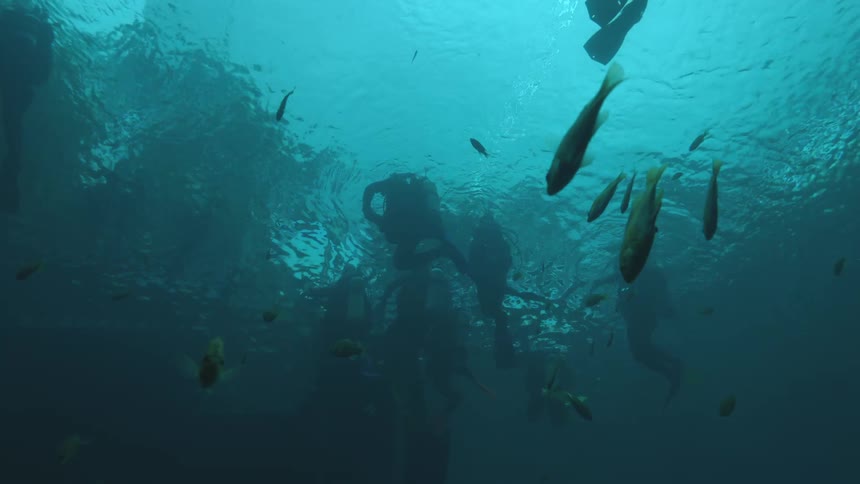 An upward underwater view shows silhouetted scuba divers floating at the surface among schools of fish in slow motion