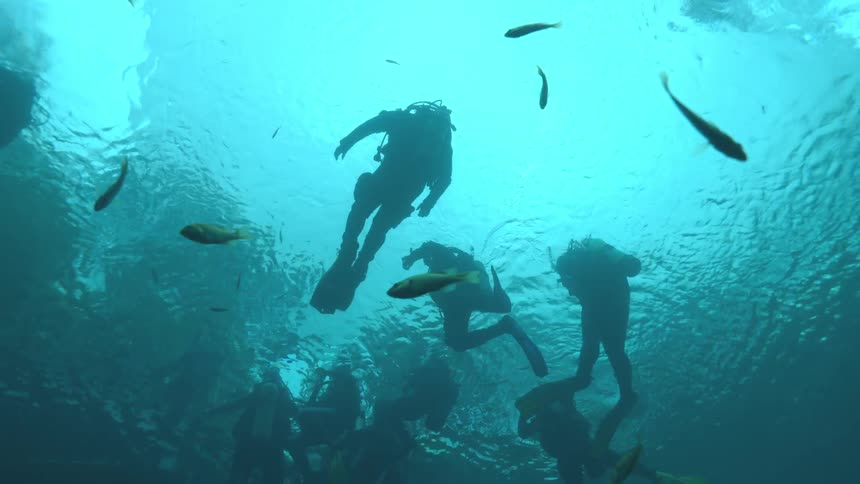 An upward-looking view shows the dark silhouettes of scuba divers floating near the shimmering water surface with small fish swimming by