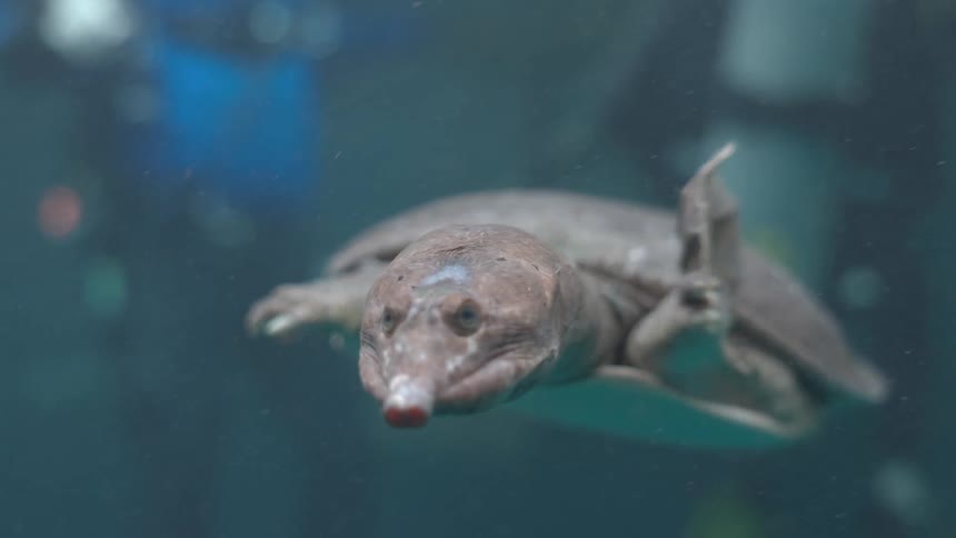 A strange-looking pignosed turtle gracefully swims toward the camera in an aquarium tank
