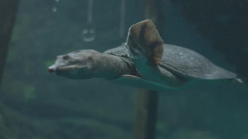 A fascinating pig-nosed turtle slowly and gracefully swims through the deep blue water in an aquarium