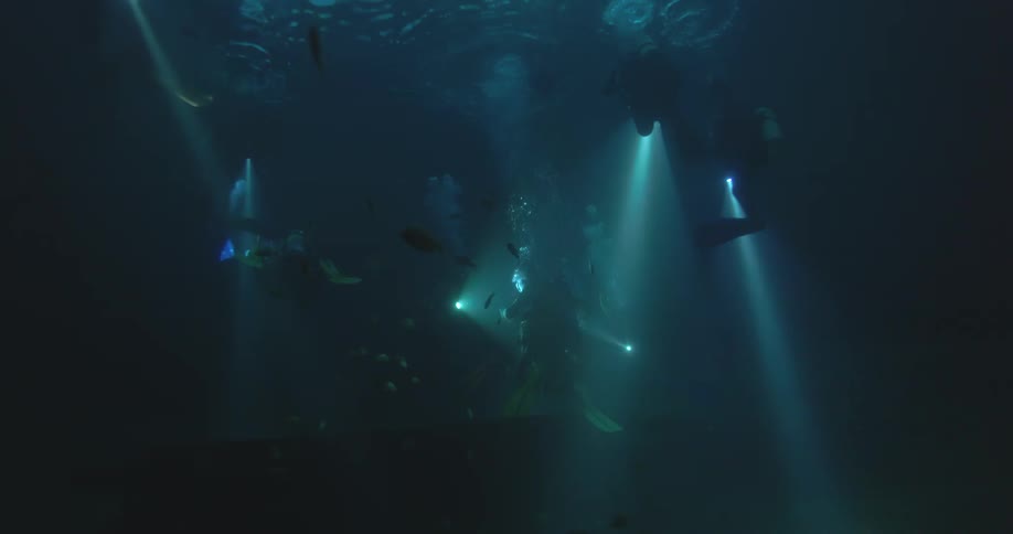 A team of scuba divers with bright flashlights descend into the dark ocean, illuminating schools of fish during a night dive
