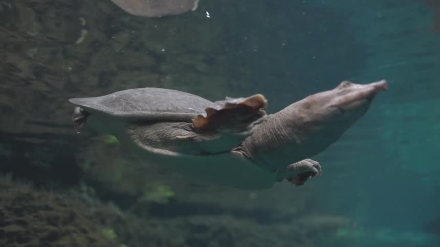 A unique Chinese softshell turtle gracefully swims through the murky water in a serene slow-motion underwater shot