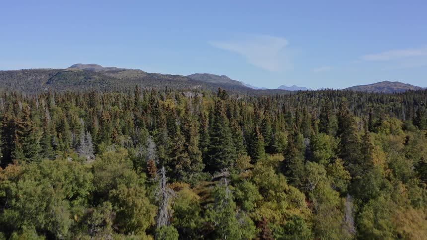 An aerial view ascends a densely wooded hillside, revealing a vast forest landscape with distant mountains under a clear blue sky