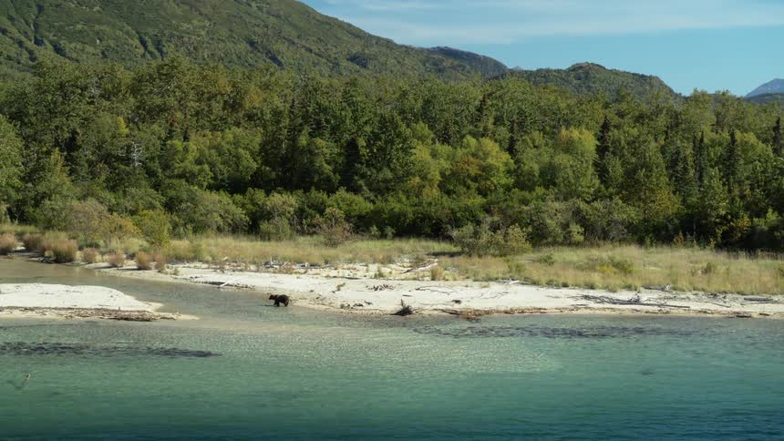 A lone brown bear walks along the sandy bank of a turquoise river at the base of a forested mountain