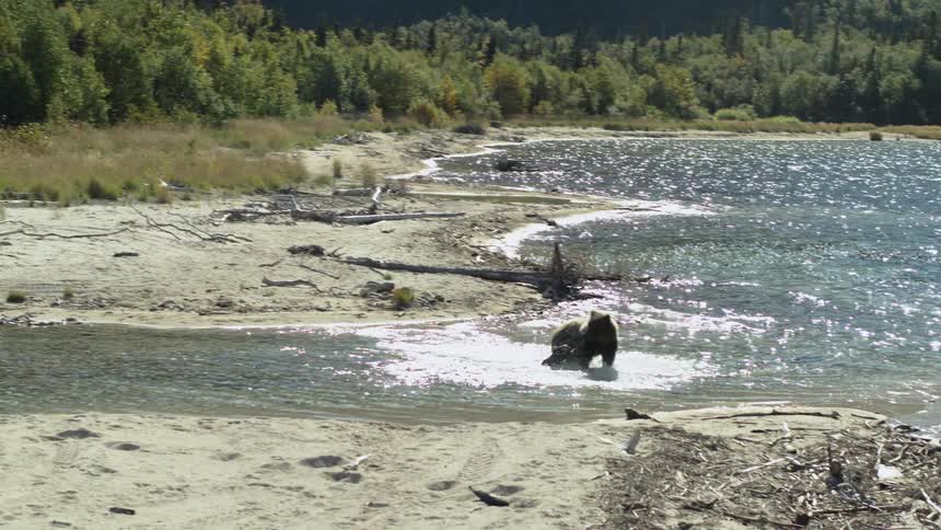 A grizzly bear hunts for fish, running and splashing through the shallows of a sparkling river on a sunny day