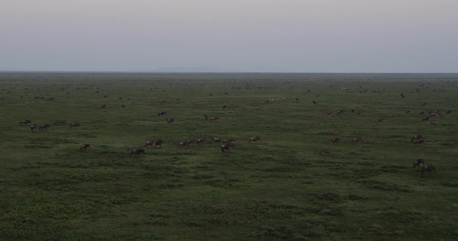 A herd of animals running across a grassy plain