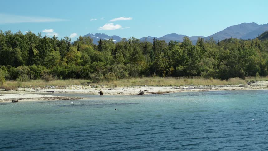A wild brown bear forages on the shore of a beautiful turquoise lake with a dense forest and mountains in the background