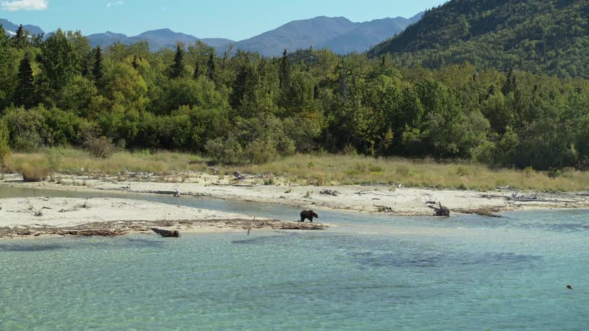 A solitary brown bear wanders along the sandy banks of a clear turquoise river in a vast, mountainous wilderness