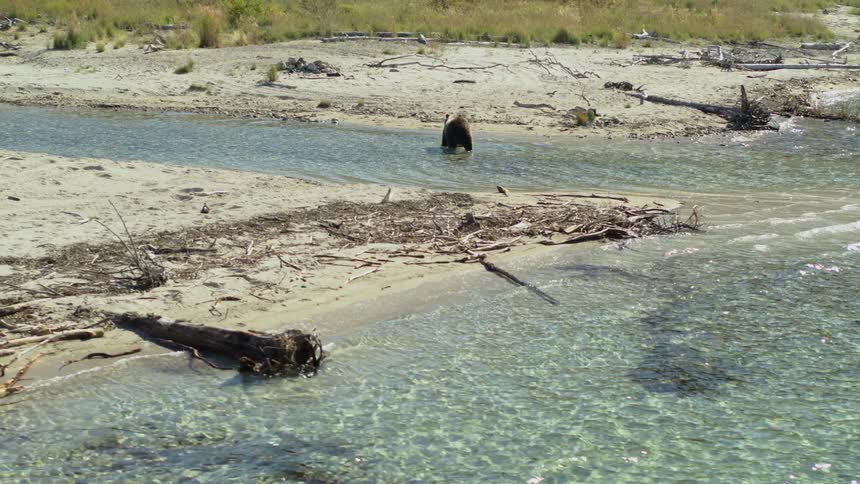 A majestic grizzly bear wades through the crystal clear waters of a shallow river in its natural habitat