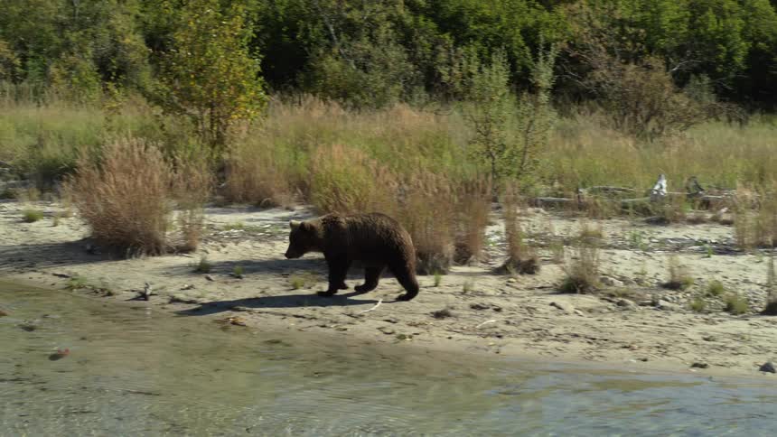 A wild grizzly bear walks along the sandy bank of a clear river before stepping into the shallow water in slow motion