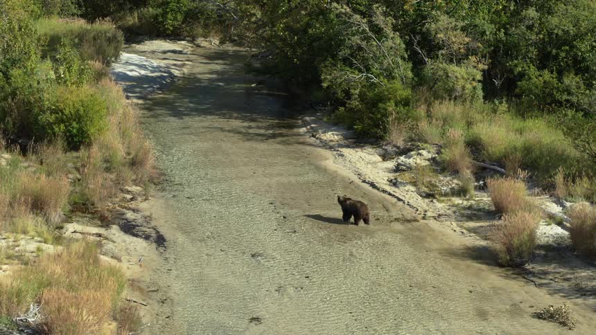 A large brown bear walks along the sandy shore of a shallow, clear river in a dense green forest
