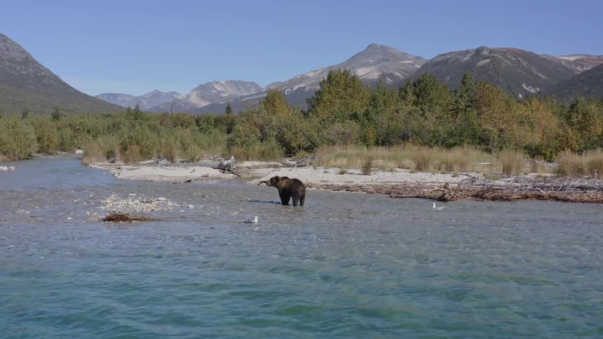 A majestic grizzly bear stands in a shallow turquoise river in a vast wilderness valley surrounded by mountains as the camera slowly zooms out