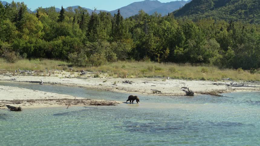 A majestic grizzly bear walks through the shallow, crystal clear water of a remote river with a dense forest and mountains in the background