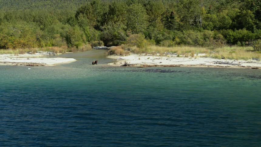 A wide shot shows a brown grizzly bear hunting for salmon in the shallows of a clear turquoise river