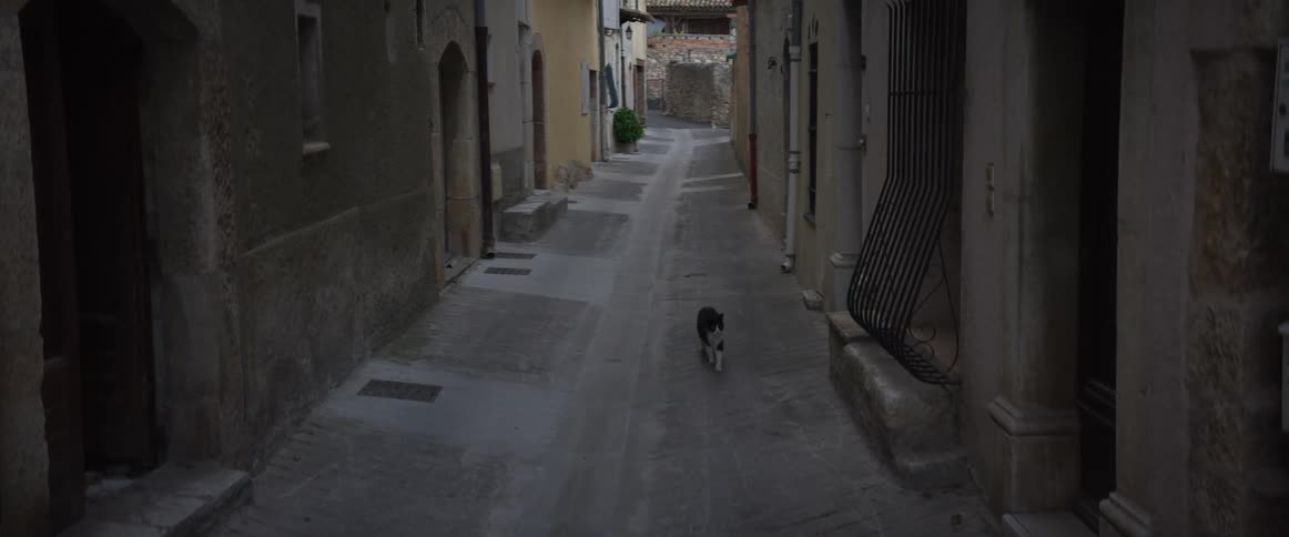 A solitary black and white cat slowly walks down a narrow, empty alleyway in a historic European village
