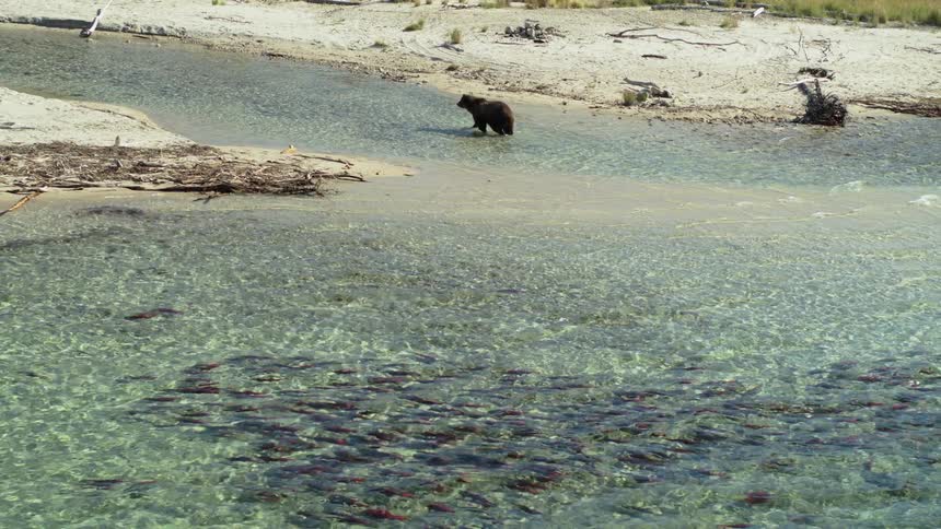 A large grizzly bear stands in a shallow, crystal-clear river, patiently watching a school of red salmon swim by during the annual spawning run