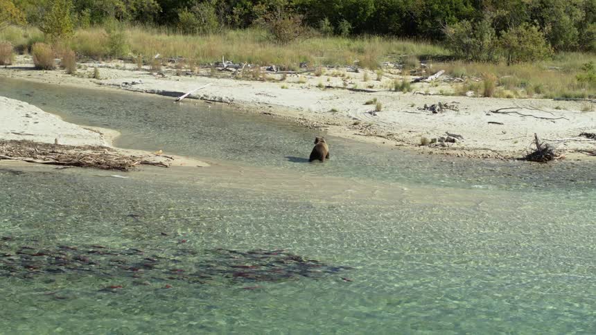 A brown bear stands in the shallows of a clear river, watching a large school of red sockeye salmon swim past