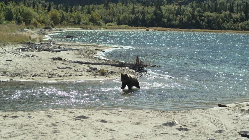 A young grizzly bear wades through the sparkling shallow water of a river, looking for fish on a sunny day