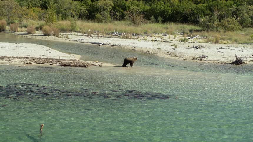 Wide shot of a large grizzly bear walking into a clear river, watching a school of spawning salmon swim by