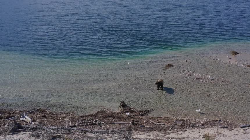 Elevated scenic view of a grizzly bear standing on the rocky shoreline of a clear blue lake