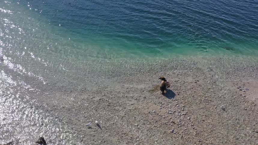 A majestic grizzly bear walks along the pebbly shoreline of a crystal-clear turquoise lake in this stunning aerial view