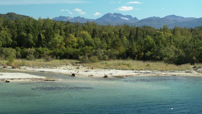 A wild brown bear stands on the shore of a turquoise lake in a vast, forested mountain landscape