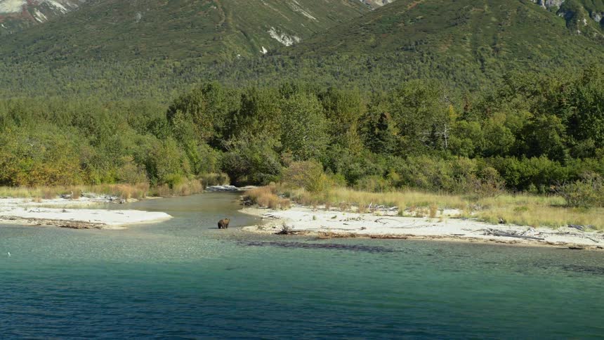 A majestic brown bear stands at the edge of a pristine turquoise river in a vast wilderness with a lush forest and mountains in the background