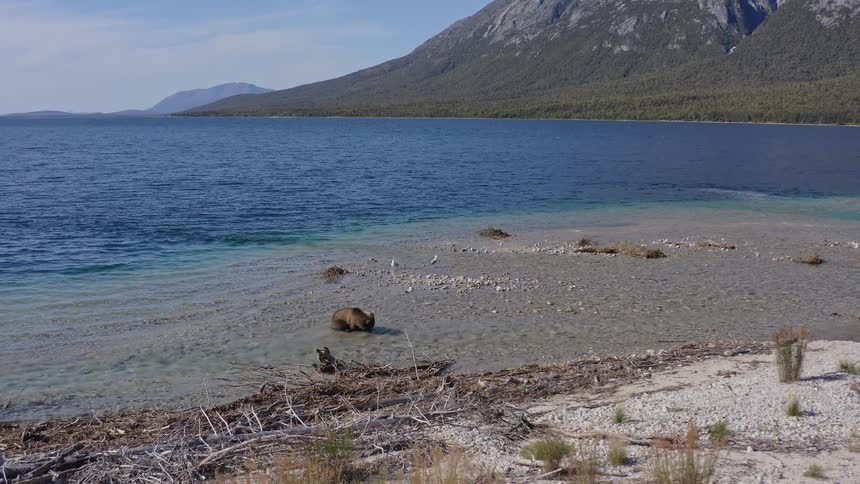 A majestic grizzly bear runs into a clear mountain lake and successfully catches a large red salmon
