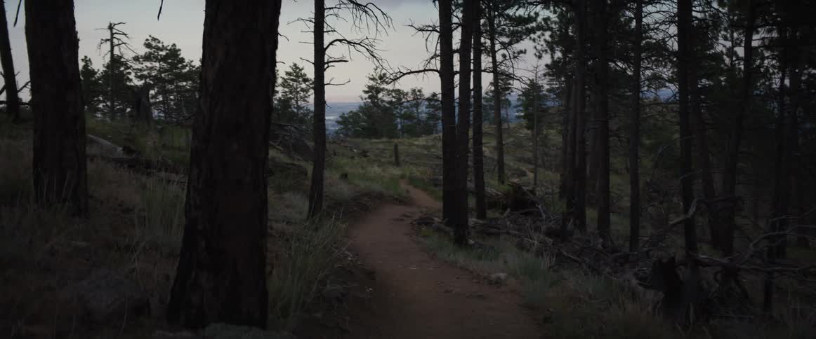 A winding dirt hiking trail leads through a dark pine forest just after sunset