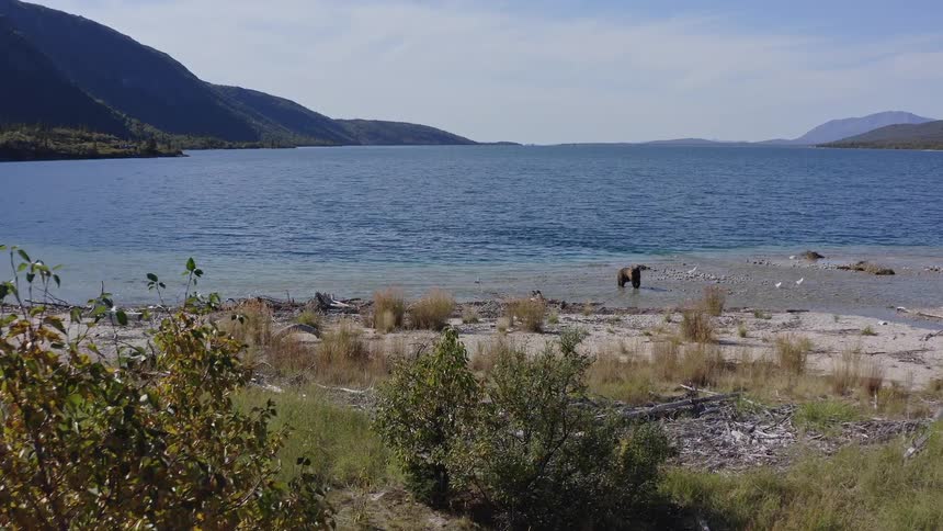 An aerial view captures a wild grizzly bear foraging in the shallow waters along the shore of a vast mountain lake