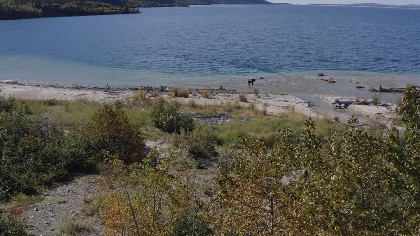 A moose walks along the shoreline of a large, beautiful lake in a vast wilderness setting on a sunny day