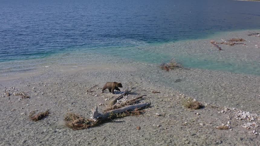 High angle view of a grizzly bear walking along the rocky shore of a pristine turquoise lake
