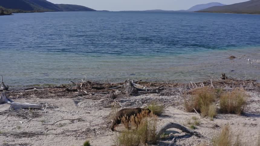 A wild grizzly bear walks along the sandy shore of a pristine blue lake on a sunny day in the wilderness