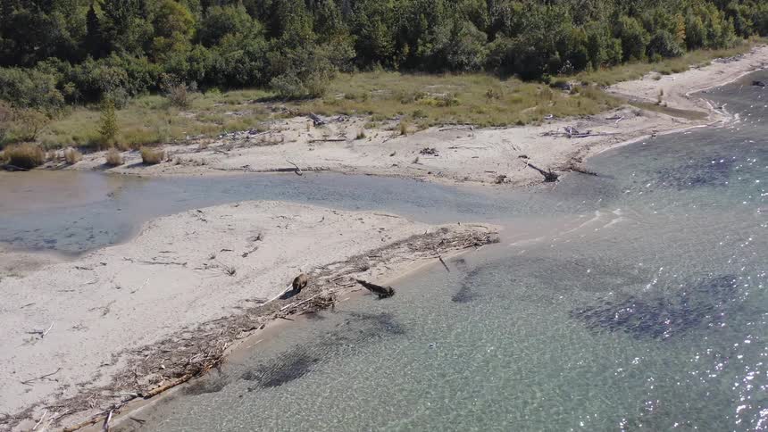 An aerial view shows a mother brown bear and her cub exploring the sandy shoreline of a pristine, clear lake on a sunny day