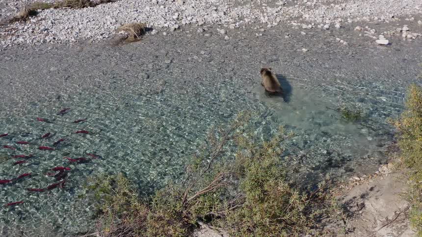From a high angle, a large grizzly bear wades in a clear, shallow river, watching a school of red sockeye salmon swim past