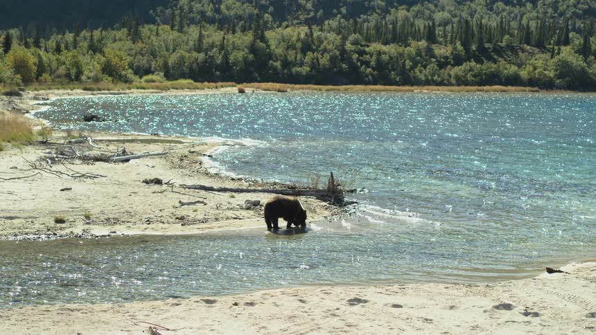 A grizzly bear wades in the sparkling shallow water of a remote lake as the camera zooms out to reveal the vast wilderness landscape