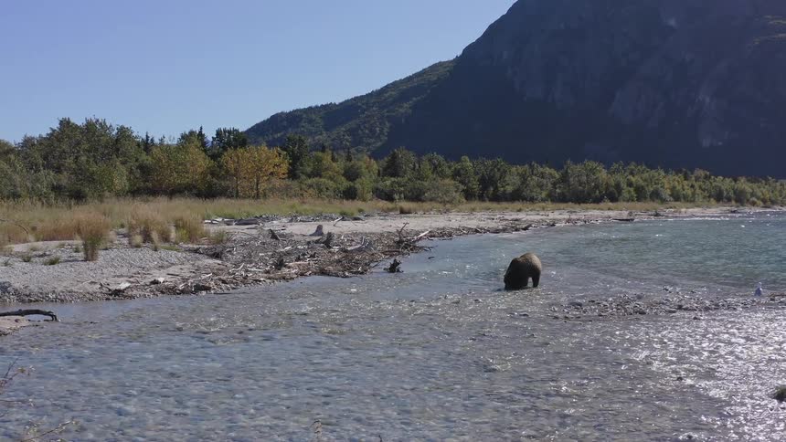A large grizzly bear hunts for salmon in the shallows of a sparkling river at the base of a majestic mountain