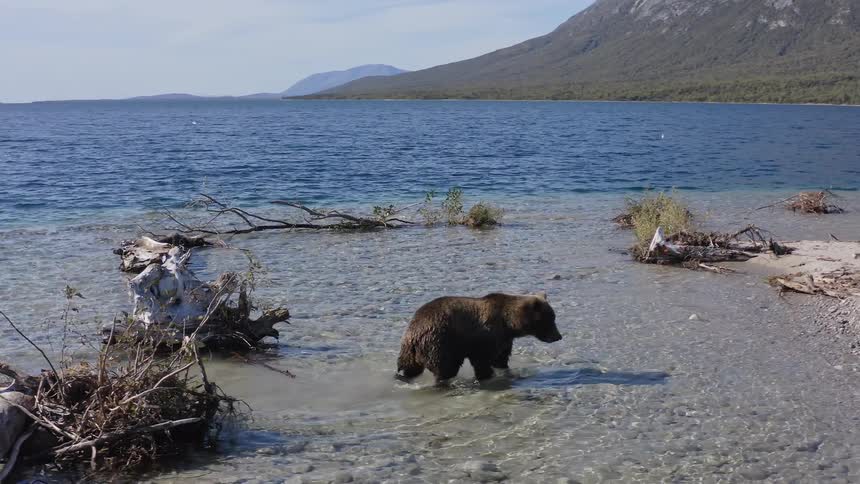A powerful grizzly bear wades in slow motion through the shallows and walks onto the rocky shore of a pristine wilderness lake
