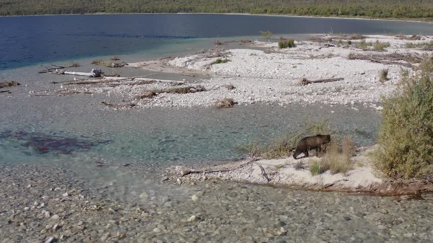 Aerial view of a brown bear walking along the rocky shore of a clear river, watching salmon swim upstream in the wilderness